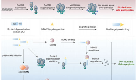 科佰Bcr-AbL激酶細胞模型