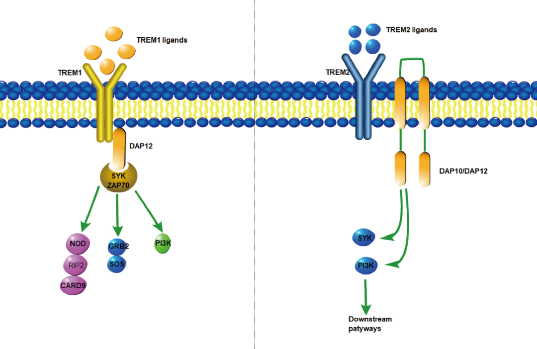 阿爾茨海默癥？癌癥？-靶點TREM