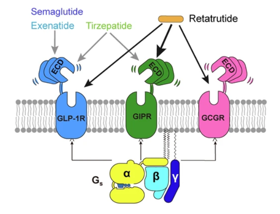 GLP-1R、GCGR、GIPR多靶點(diǎn)激動(dòng)劑與代謝疾病
